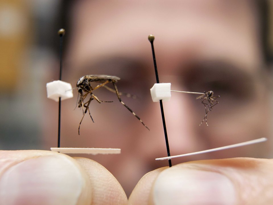 An Unexpected Threat From Hurricane Florence: North Carolina’s “Mega-Mosquitoes”